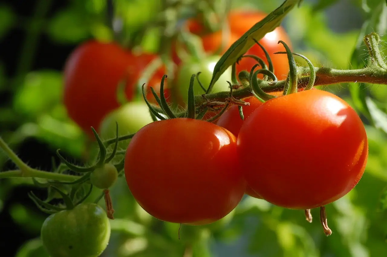 tomato cluster