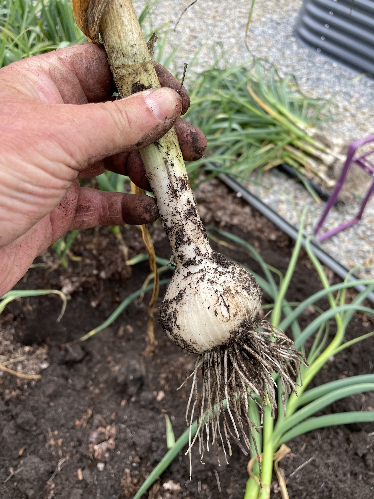harvested_garlic_bulb