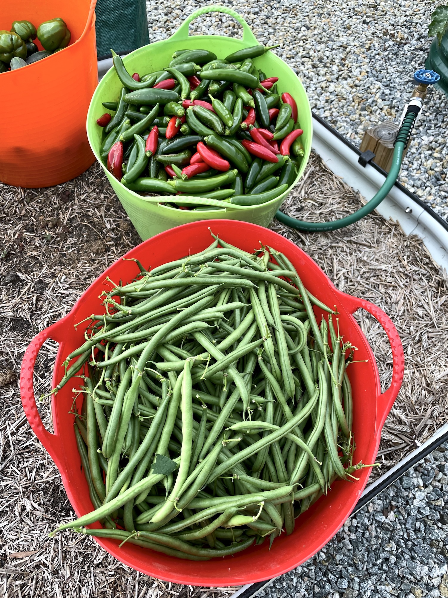 pole-beans-and-serrano-peppers